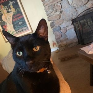 Meet your Posher, Posh